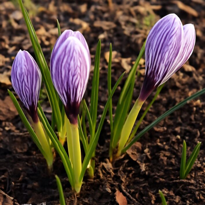Crocus flower in bloom