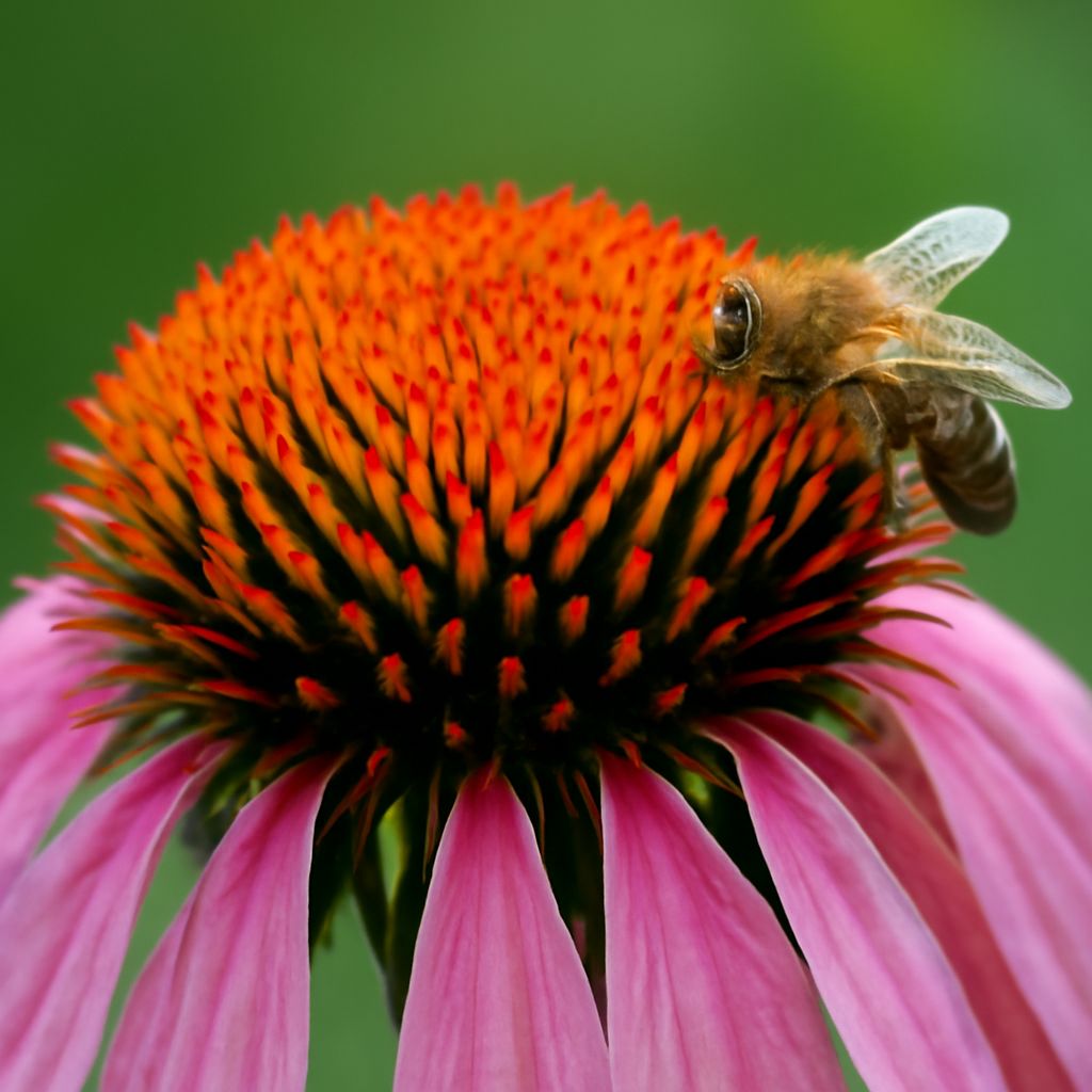 Close-up image of a subject captured through microphotography